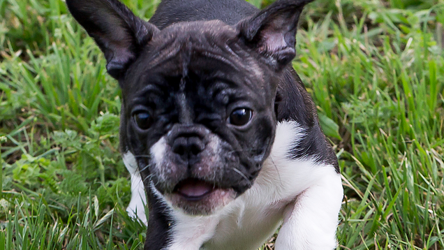 Illustration for article titled If You Love Enamel Pins, You’ll Love This Etsy Shop, And If You Don’t Care About Enamel Pins, You’ll Explode Over This Picture Of A Bulldog Puppy, And If That Doesn’t Do It For You, You’ll Lose Your Shit Over This Amazing-Looking Pizza, And If You Don’t, We’ll Find Something For You